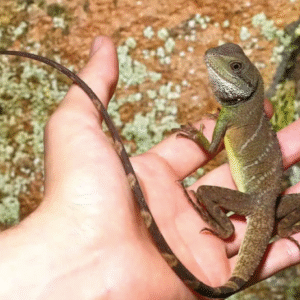 water dragon for sale