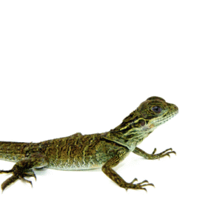 weber’s sailfin dragon for sale