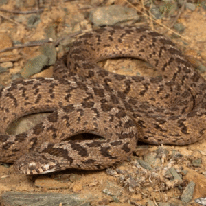 west african egg eating snake for sale