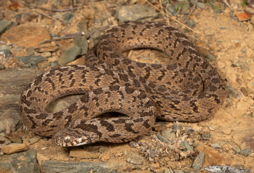 west african egg eating snake for sale