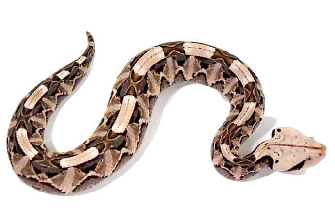 gaboon viper for sale