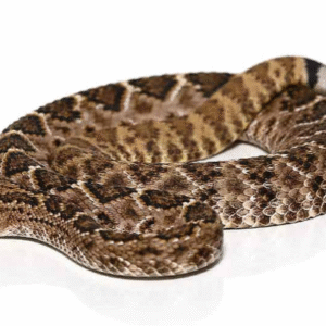 western diamondback rattlesnake for sale