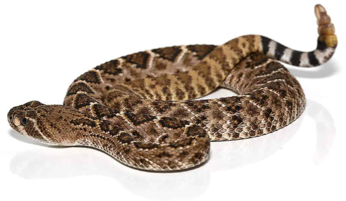 western diamondback rattlesnake for sale
