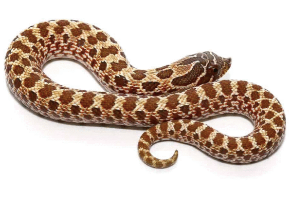 western hognose snake for sale