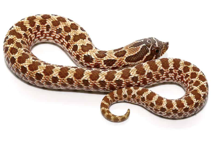 western hognose snake for sale