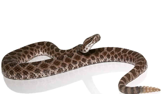 western massasauga rattlesnake for sale
