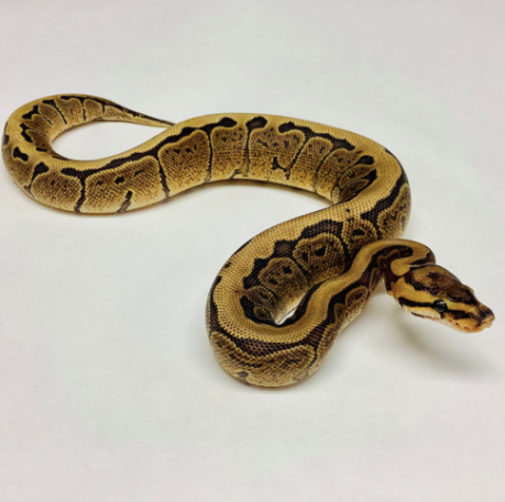 auto draft auto draft