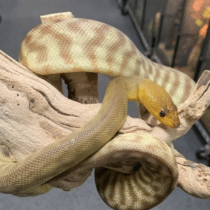 woma python for sale