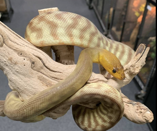 woma python for sale