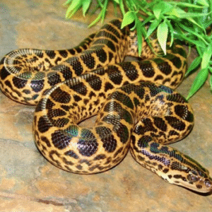 yellow anaconda for sale