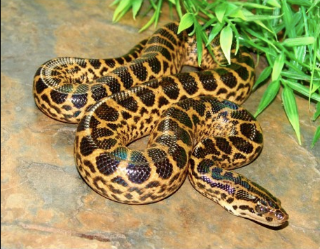 yellow anaconda for sale