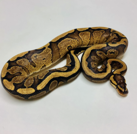 yellow belly ball python for sale yellow belly ball python for sale