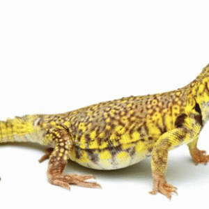 yellow niger uromastyx for sale