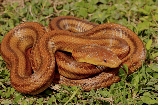 yellow rat snake for sale