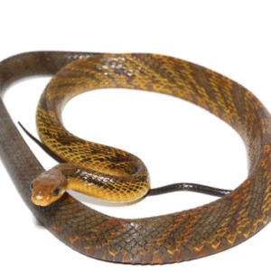 yellowbelly puffing snake for sale