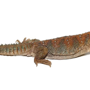 ocellated uromastyx for sale