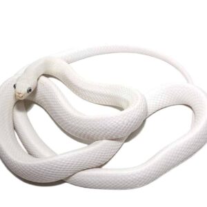 leucistic texas rat snake for sale