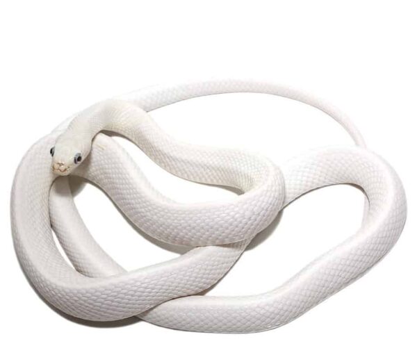 leucistic texas rat snake for sale