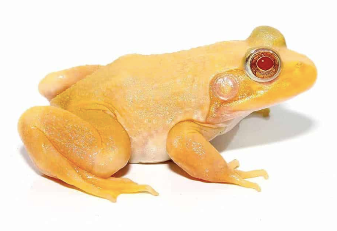 albino bullfrog 1