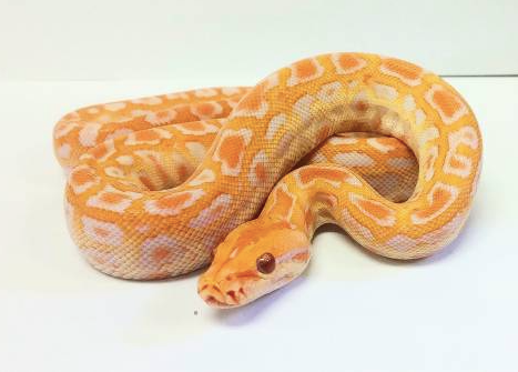 albino burmese python for sale e1756207652942