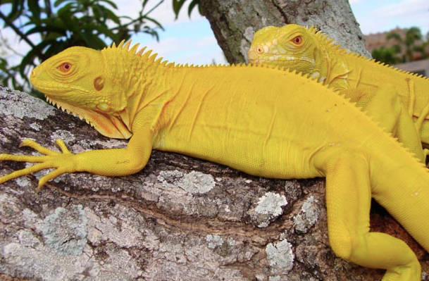 albino iguana 1