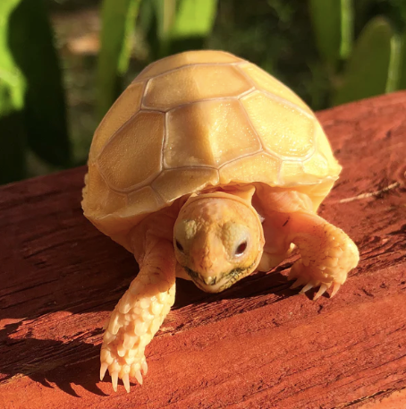 albino sulcata tortoise for sale 1