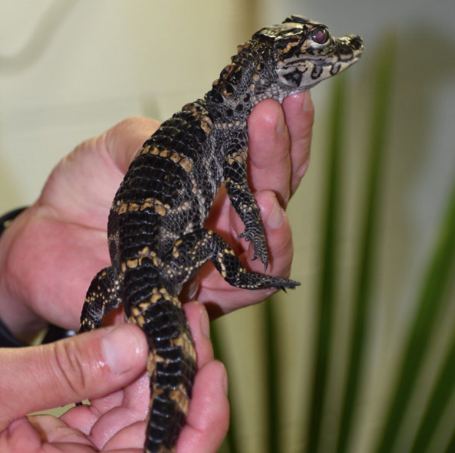 american alligator 1