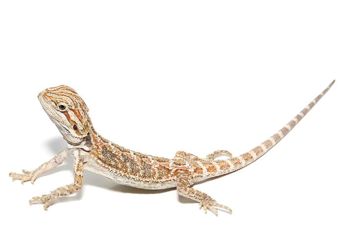 bearded dragon 2