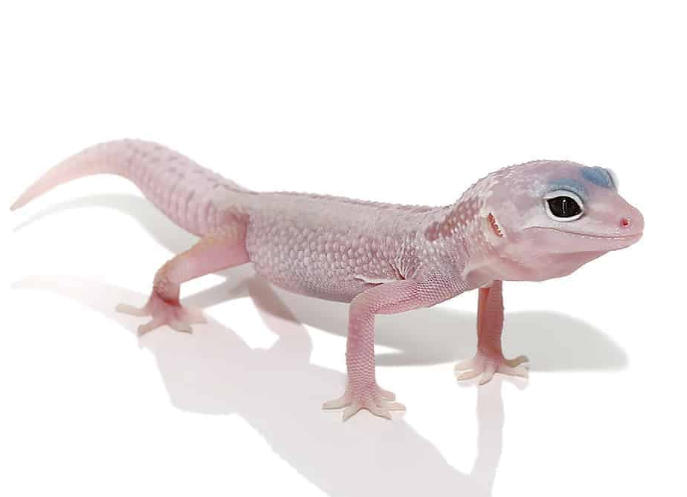 blizzard leopard gecko for sale