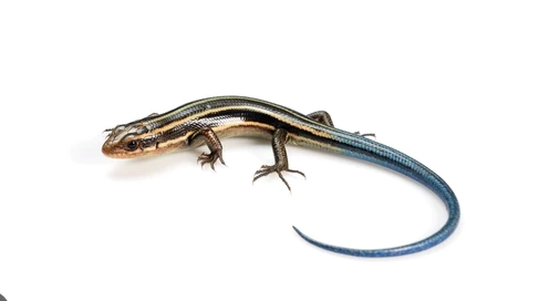 blue tail skink for sale