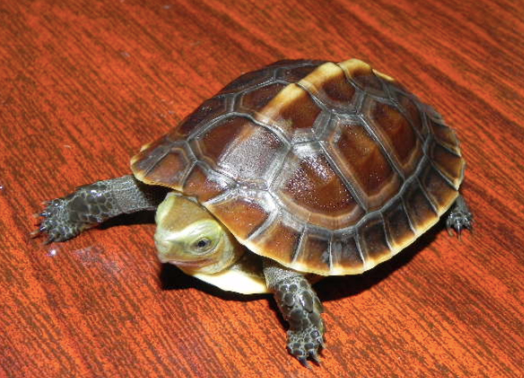 chinese box turtle for sale 1 2