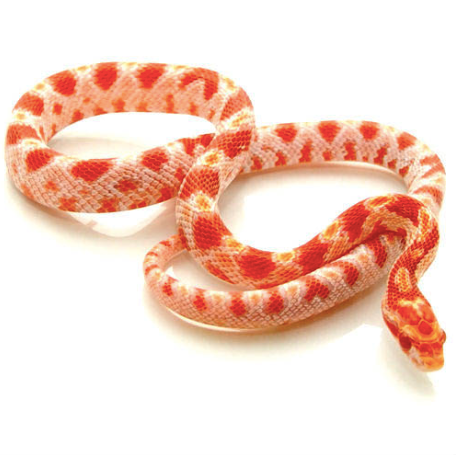 corn snake for sale 2