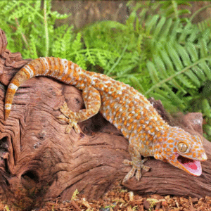 Home albino tokay gecko for sale