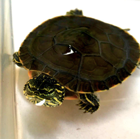 western painted turtle for sale