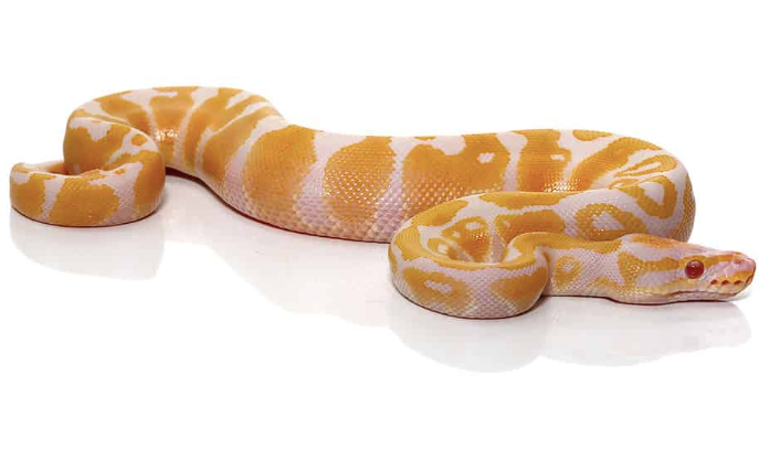 albino ball python for sale 1