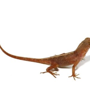 Home aztec chili pepper anole for sale