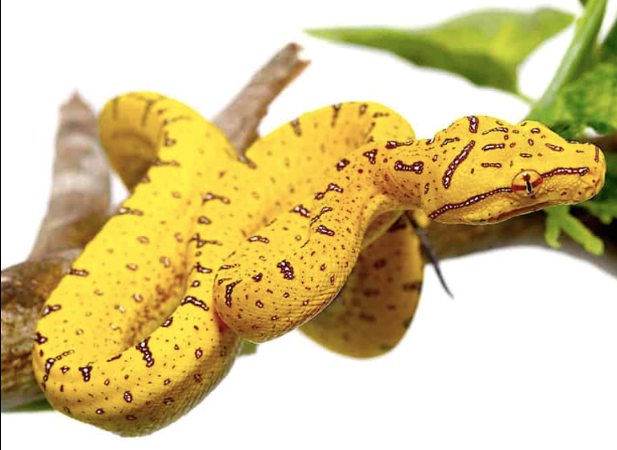 baby aru green tree python
