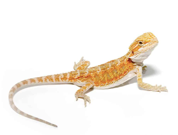 baby hypo blue bar bearded dragon
