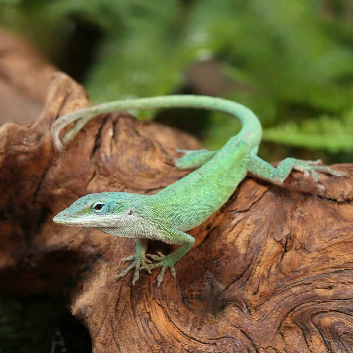 blue green forktail anole for sale blue green forktail anole for sale
