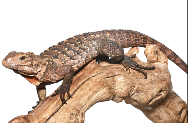 Cuban Rock Iguana For Sale cuban rock iguana hybrid 600x394 1