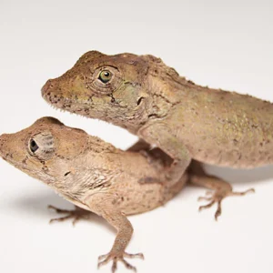 Home false chameleon anole for sale