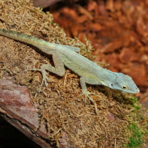 Home sail morne constant anole for sale