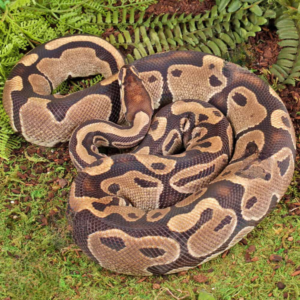 Home adult het albino pied ball python