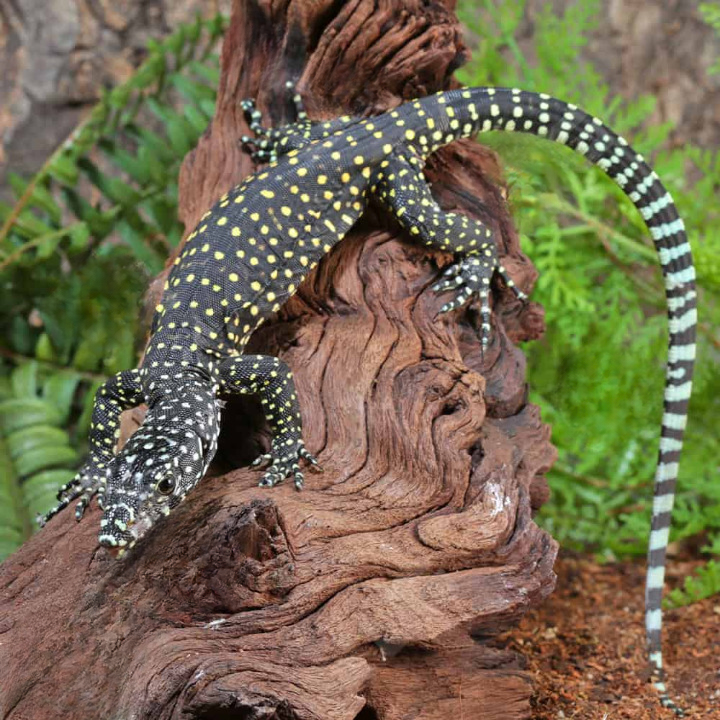 baby jayapura pastel blue tail monitor for sale baby jayapura pastel blue tail monitor for sale