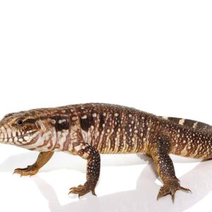Home black flame tegu for sale