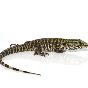 Home bruiser tegu for sale