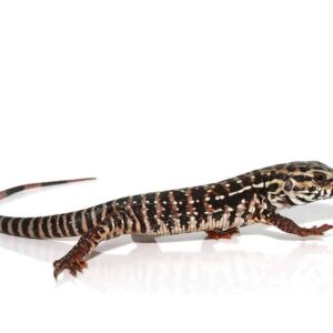 Home high white red tegu for sale