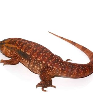 Home juvenile argentine red tegu for sale