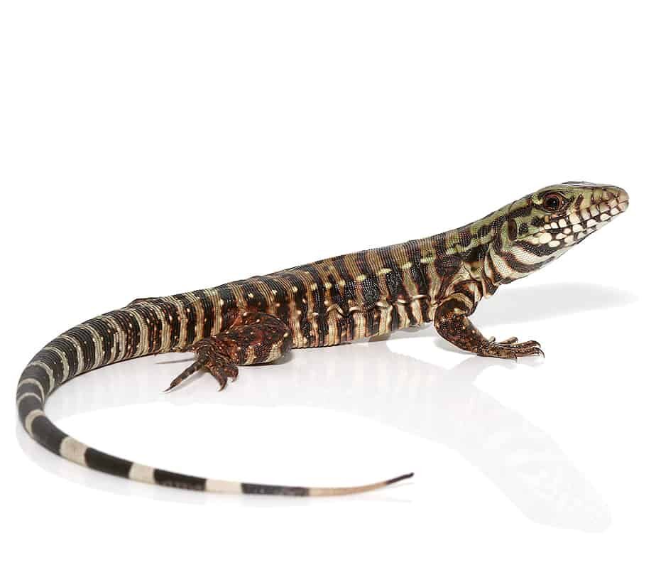 ‘merica tegu for sale ‘merica tegu for sale