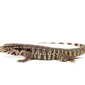 Home paraguayan red tegu for sale